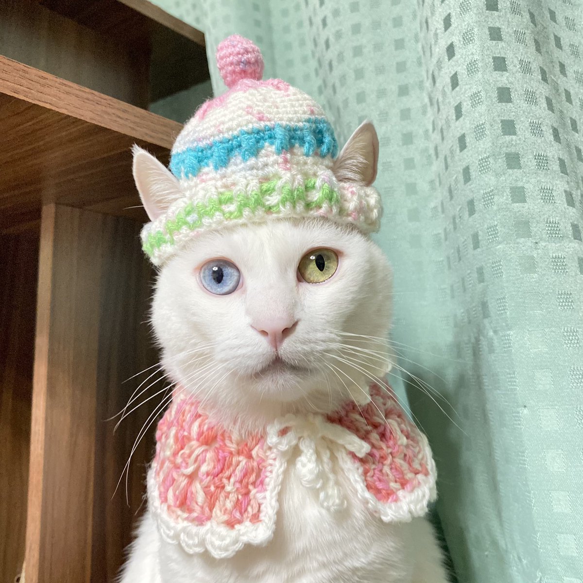猫カレンダー22参加したい Twitter Search Twitter 猫カレンダー22参加したい Twitter Search Twitter