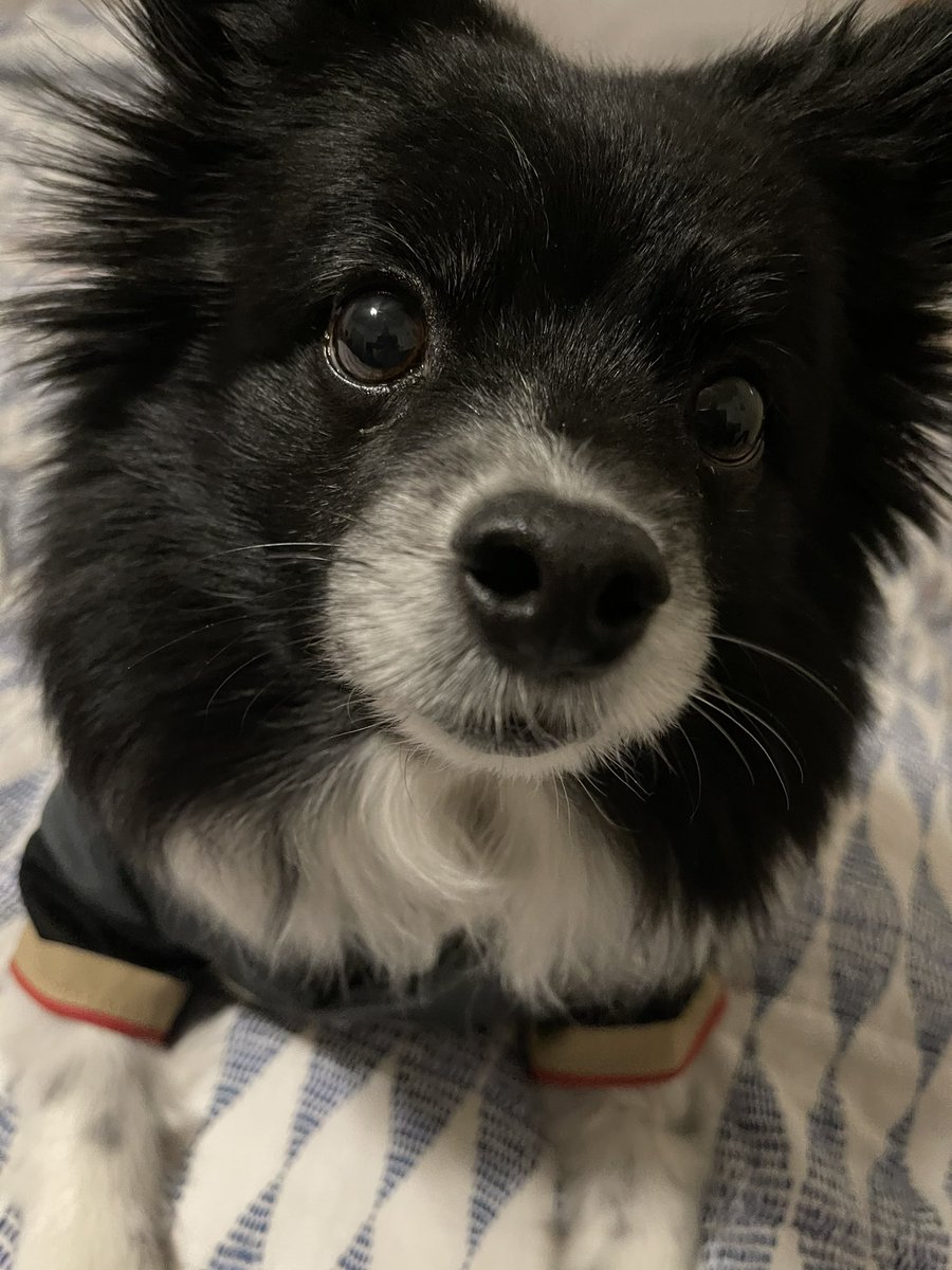 VGKPandaPup's tweet photo. I’m needing some #VGKGoldNoseBoops for luck toKnight!!!!  #VegasBorn #GoKnightsGo #VGKGold #VGKDogs #FortressAtHome https://t.co/9wLlRJsWc9
