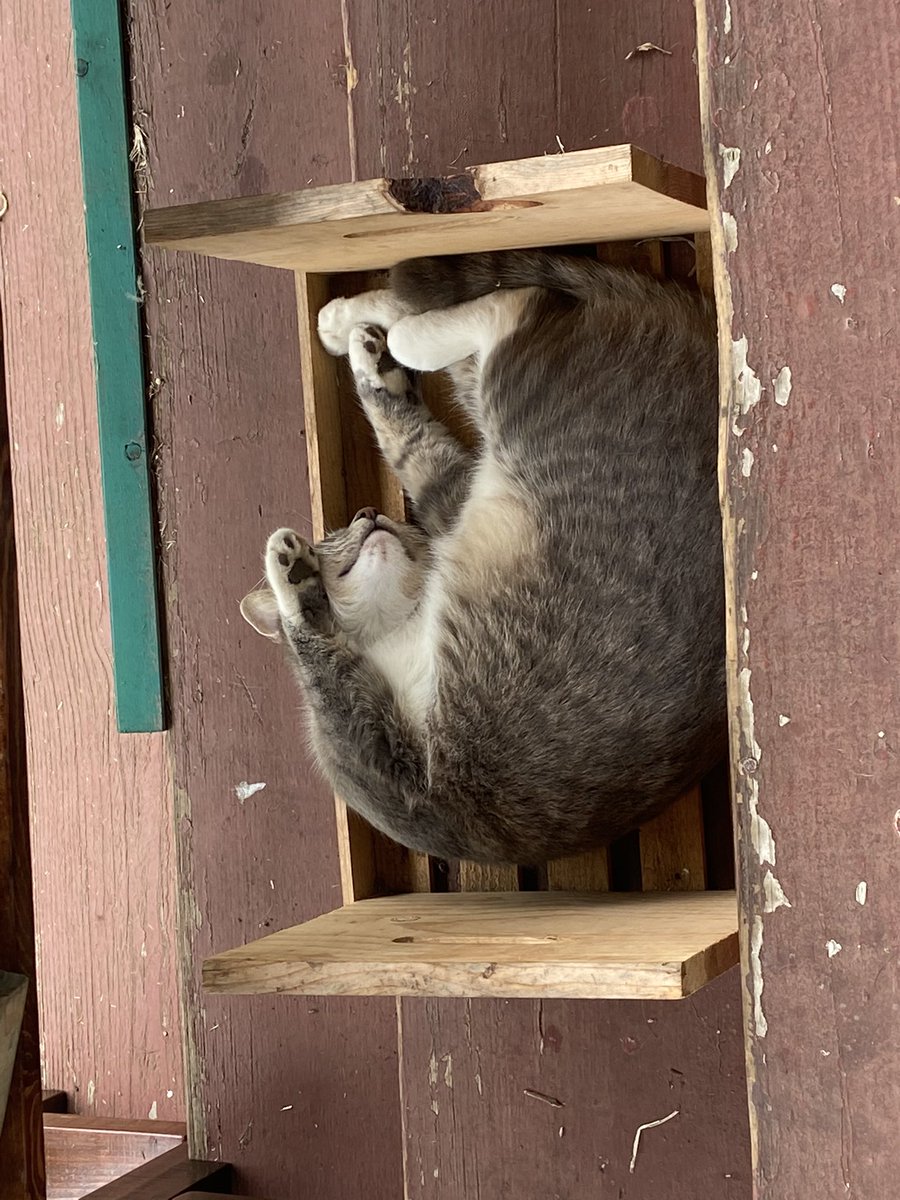 Sleepy cat on a coffee farm. #CatsOnTwitter #coffee #cat