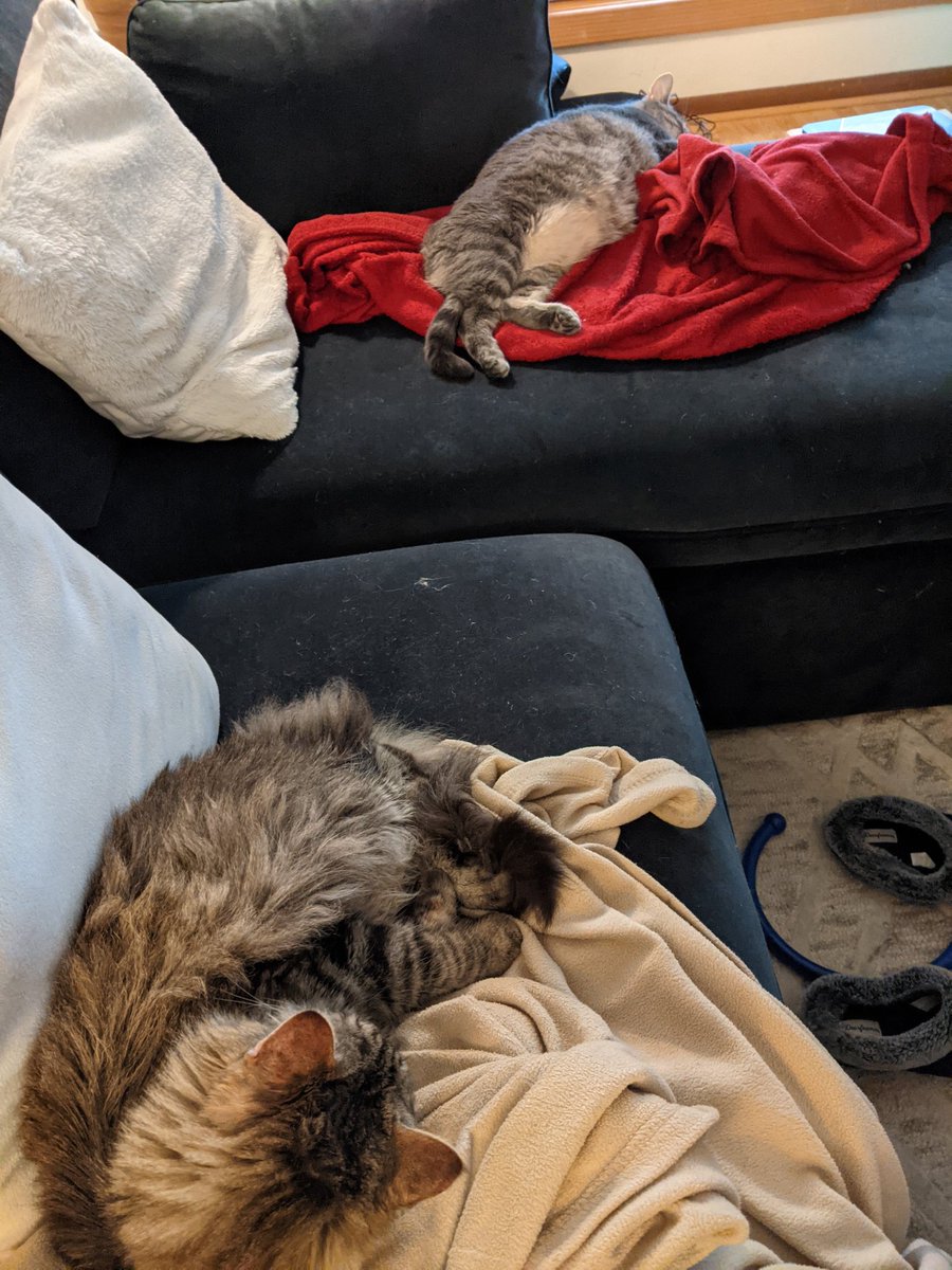 tedbigham's tweet image. Buy a bigger couch... Cats take it up. #Caturday #CatsOfTwitter