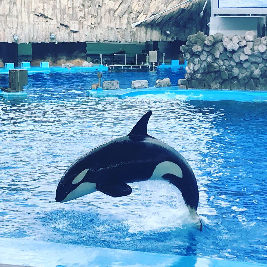 名古屋港水族館 シャチ 事故