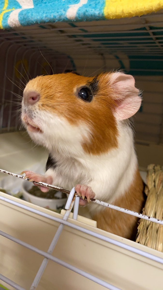 顔が四角いですよ