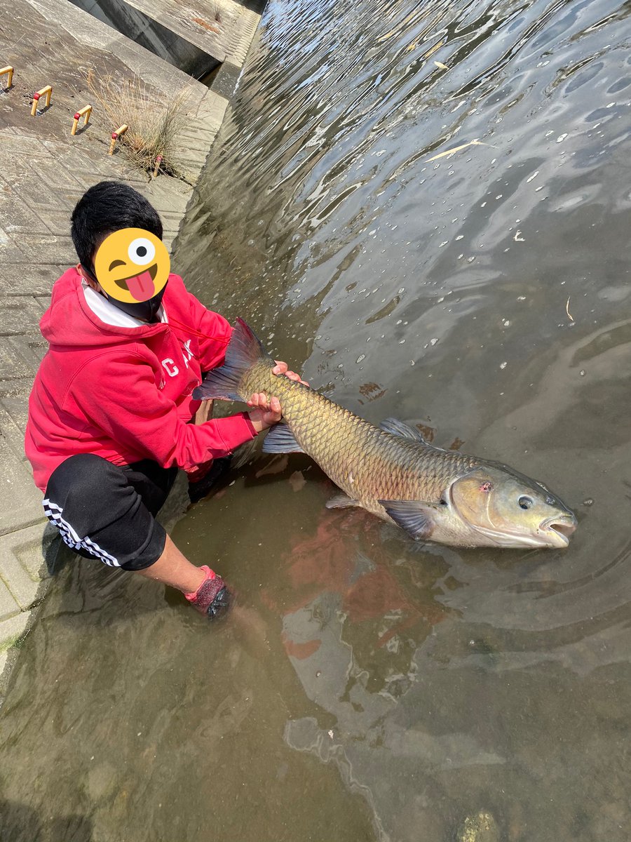 shisyuu17's tweet photo. 人生初ソウギョ釣りましたぁ！！
引き凄すぎて竿おられるかと思いました😂
メーター越えで大満足です😍 https://t.co/G9Ly44Et4K