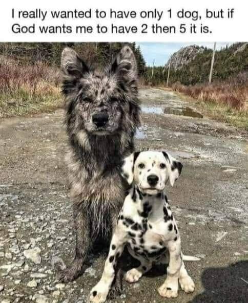 Muttstock tweet media