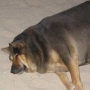 AlcoholicNurse's tweet photo. @Will6ixbelow Bow wow https://t.co/mOQ1dAr6rT