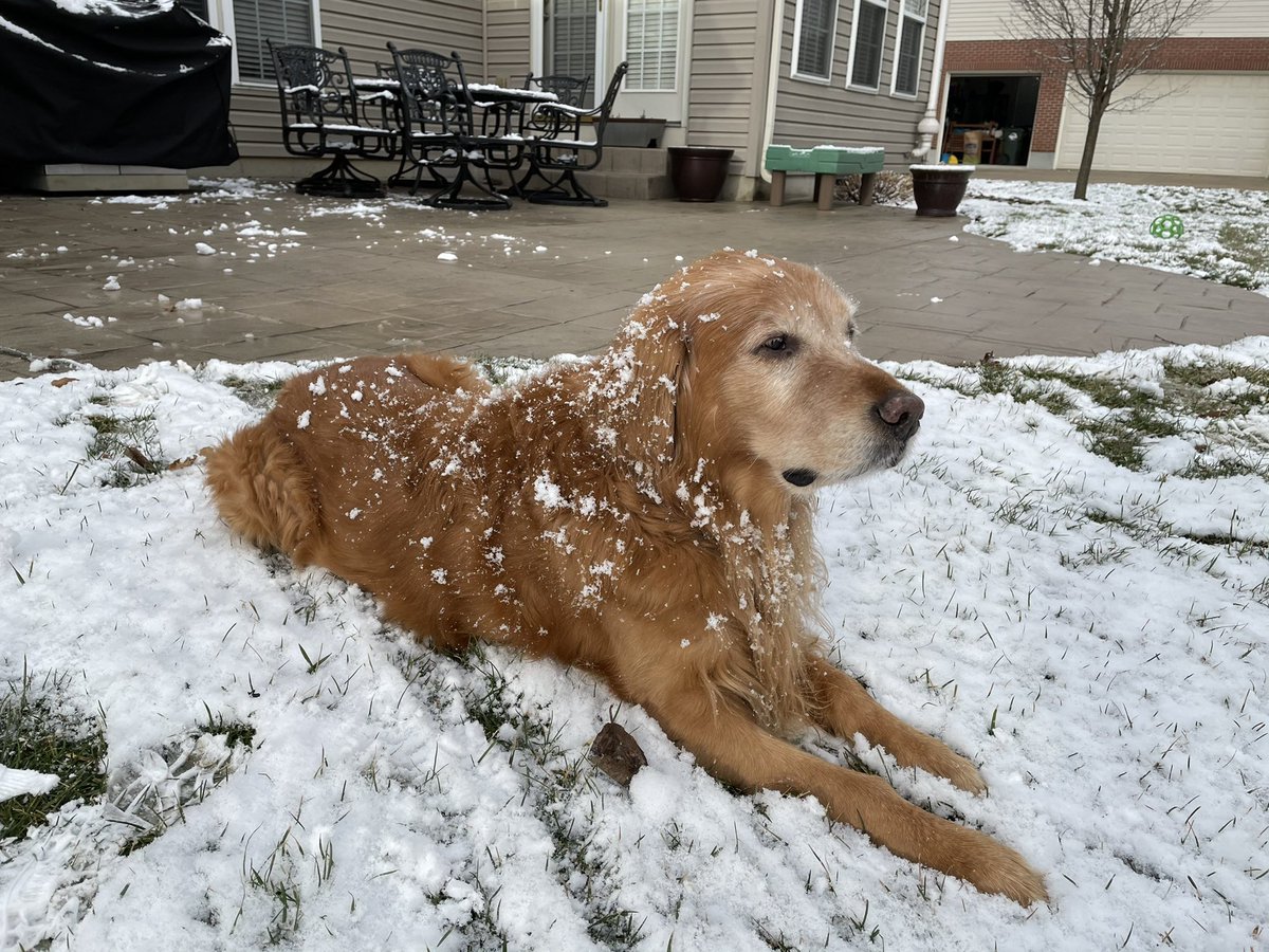 TourdeShadow's tweet image. Snowy, Sunday morning! #Shadtastic #snowday #GoldenRetriever #snowy