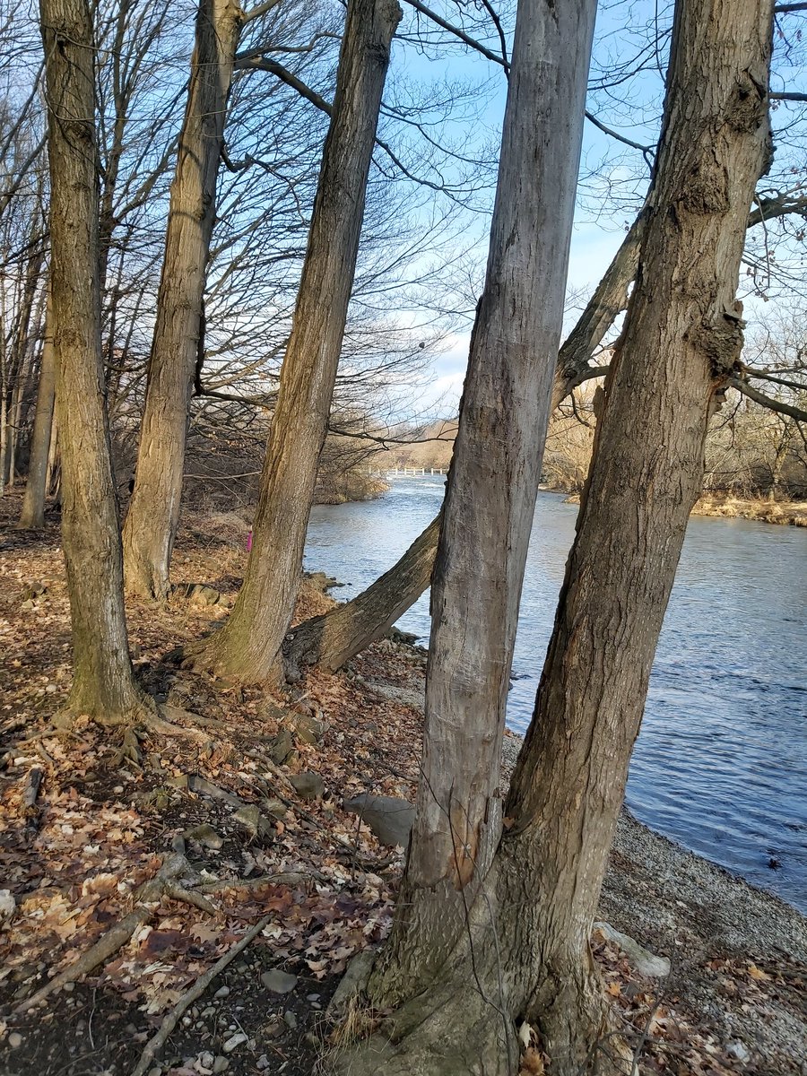 WJaroslawski's tweet photo. There is little that compares to a walk in the woods to calm the mind and enlighten your spirit.

#naturephotography #naturelovers #creditriver #reflectionphotography #reflection #inspirationalquotes #instaphoto #passionpassport #trees #treereflections #winterhiking https://t.co/z49ntGKbpd