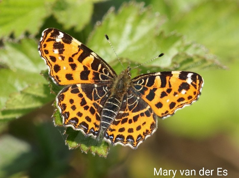 maryvanderes's tweet photo. Dag 17/31 van #januarivlindermaand . Het #Landkaartje #Araschnia_levana #Map_Butterfly is een algemene standvlinder die een voorjaarsvorm (L) en een zomervorm (R) heeft die uiterlijk veel van elkaar verschillen.
@NathalieNatuur https://t.co/9Jv6IkRYCO