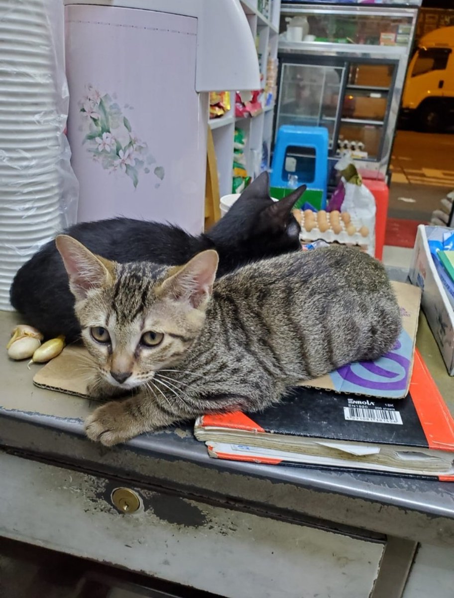 Meet Lily, she is a cat who lives in Sum Shui Po, Hong Kong, in a grocery store with her owner MeherPrepare for a while ride