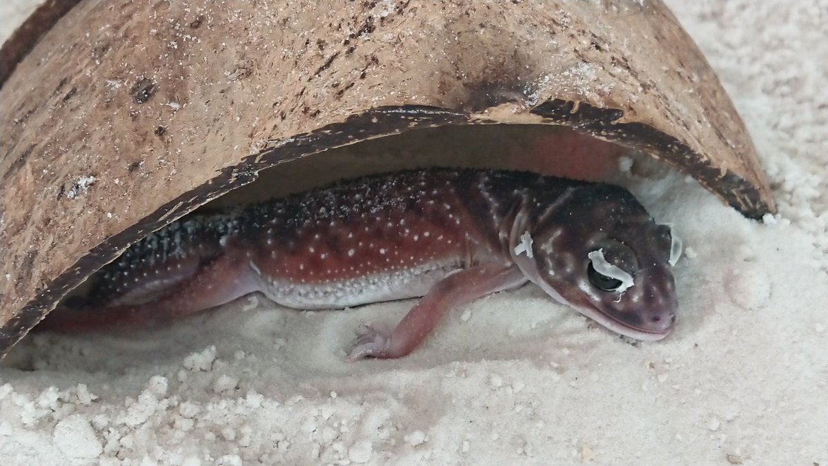 TV3DVAPI42aPr3R's tweet image. やだ～、イケメン…！

#ナメハダタマオヤモリ