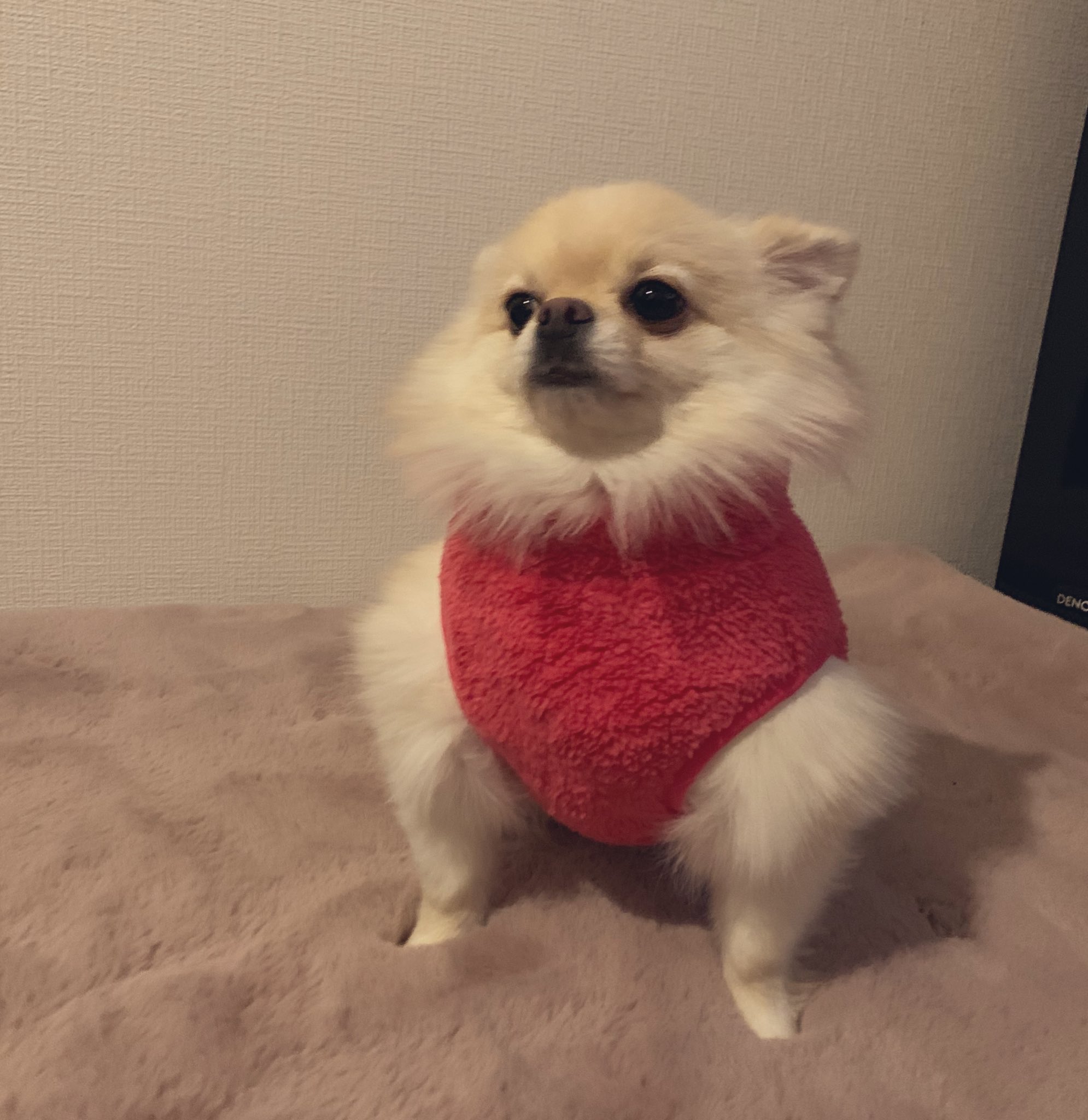 ポメチワたろす 新しいお洋服を買いました あれ T Co Zfh73tvqdq Twitter