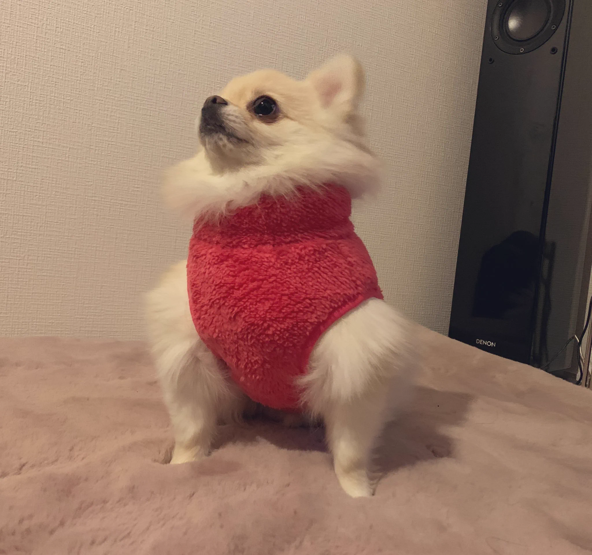 何がどうなっているのか理解出来ない？！www新種の生き物のように見えるワンコが話題に！