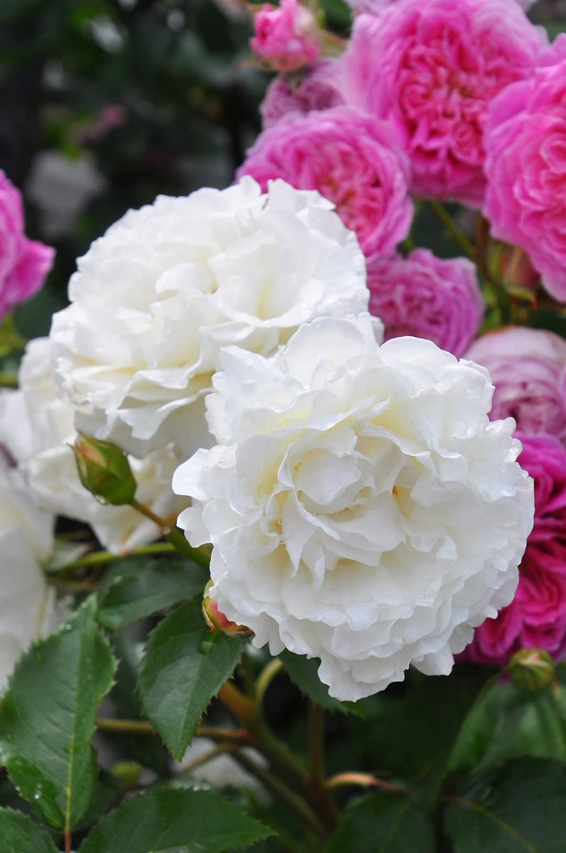 rosa_orientis's tweet photo. #シューラネージュ #SurlaNeige

透き通るようなオフホワイトの波打つ花弁が緩やかに波打つ中輪花 ティにフルーツの素晴らしい芳香を持ち耐病性に優れ育てやすい
【公式本店】https://t.co/tmT7S6H6Wh
【楽天店】https://t.co/wLWPTnuCz4 https://t.co/XCh2s4Yhm9