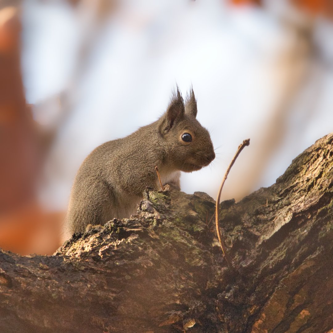 E Urita うっぱ ニホンリス 思い出 ニホンリス リス 動物 動物撮影 動物好きな人と繋がりたい 野生動物 青森県 津軽 T Co B6mkzohl4b Twitter