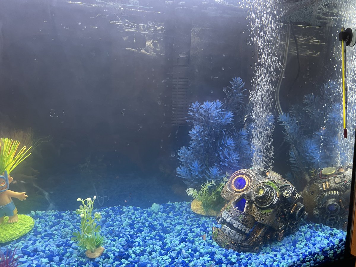 emmy_swayze's tweet image. Yaseen &amp;amp; I welcomed new #pets to our #family . So calming #fishpet #actorslife #actresslife #directorslife #film #filmmaking #filmmaker #screenwriter #screenwriting #family #lifestyle #kindness #nature