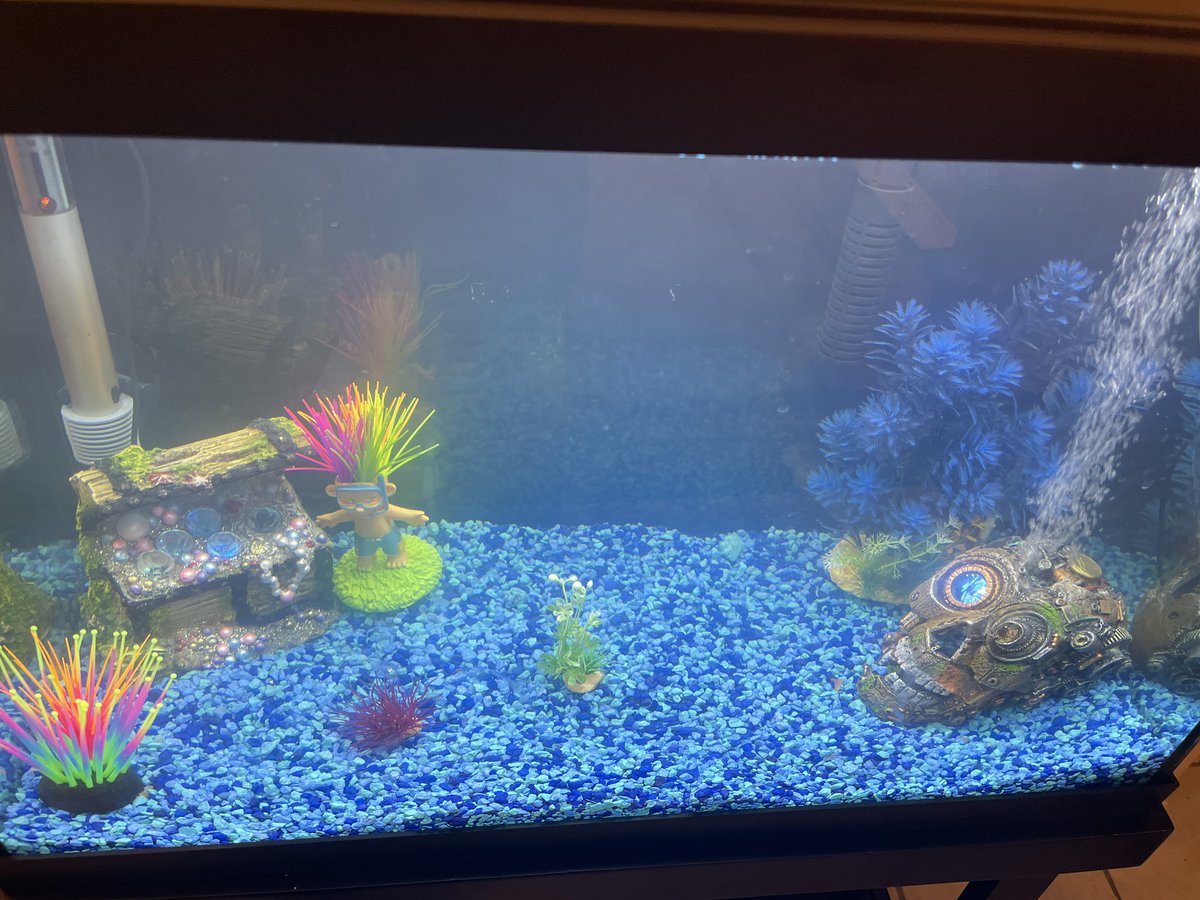 emmy_swayze's tweet image. Yaseen &amp;amp; I welcomed new #pets to our #family . So calming #fishpet #actorslife #actresslife #directorslife #film #filmmaking #filmmaker #screenwriter #screenwriting #family #lifestyle #kindness #nature