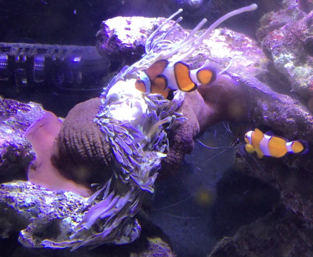 H Dak おじさん 迎えて3日のセンジュイソギンチャクが 小さくなってしまいました 調子悪いのかな 調べると1日に1 2回縮むことがあるそうですが 心配してます アクアリウム 海水 水槽 ニモ イソギンチャク