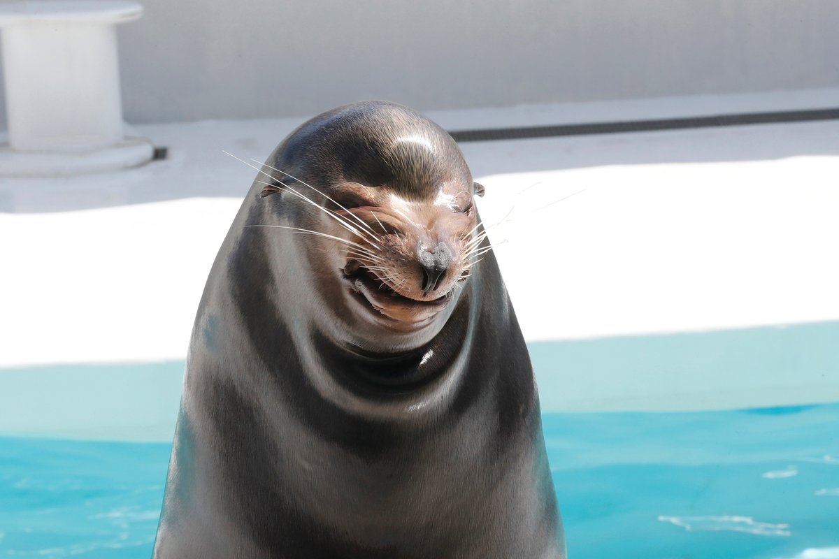 鴨川シーワールド 公式 Na Twitteru おうち時間にぴったりな動物ぬりえ 新しくアシカが加わりました 前足を使って倒立をしたり ボール を鼻先で運んだりと器用な技を見せてくれます アザラシとの見分けが という方も多いかもしれませんが アシカは小さい耳たぶが