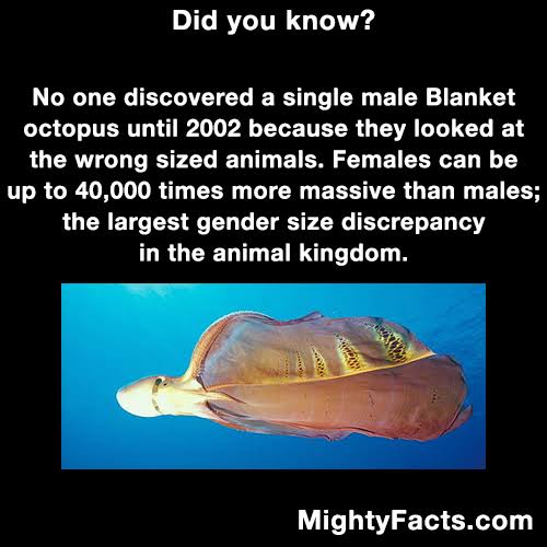 MatsyaJ's tweet photo. Blanket octopus https://t.co/nyv4i8LrXW