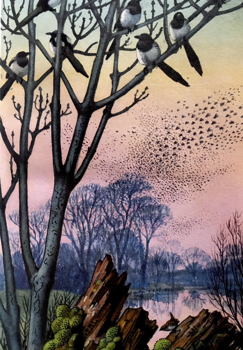 “Starlings are flying in converging flocks towards their roosting place”
#CFTunnicliffe  #murmuration