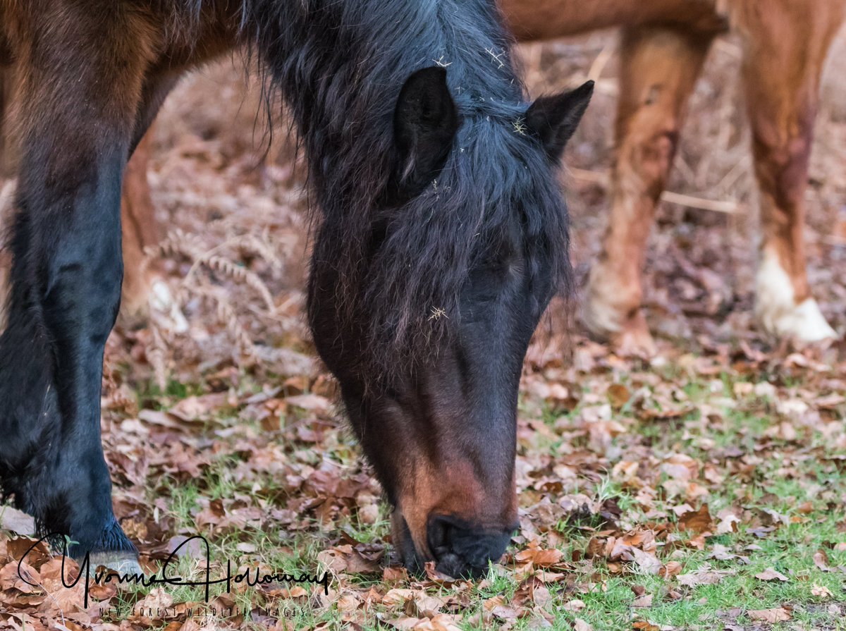 New Forest ponies in and around the village
<a href="/Natures_Voice/">RSPB</a>

<a href="/BBCSpringwatch/">BBC Springwatch</a>

<a href="/BBCEarth/">BBC Earth</a>

<a href="/WildlifeTrusts/">The Wildlife Trusts</a>

@wildlife_uk

<a href="/CanonUKandIE/">Canon UK and Ireland</a>

 #TwitterNatureCommunity  
<a href="/natureslover_s/">Nature Lovers</a>

 #BBCWildlifePOTD #eosrp

<a href="/NewForestNPA/">New Forest NPA</a>