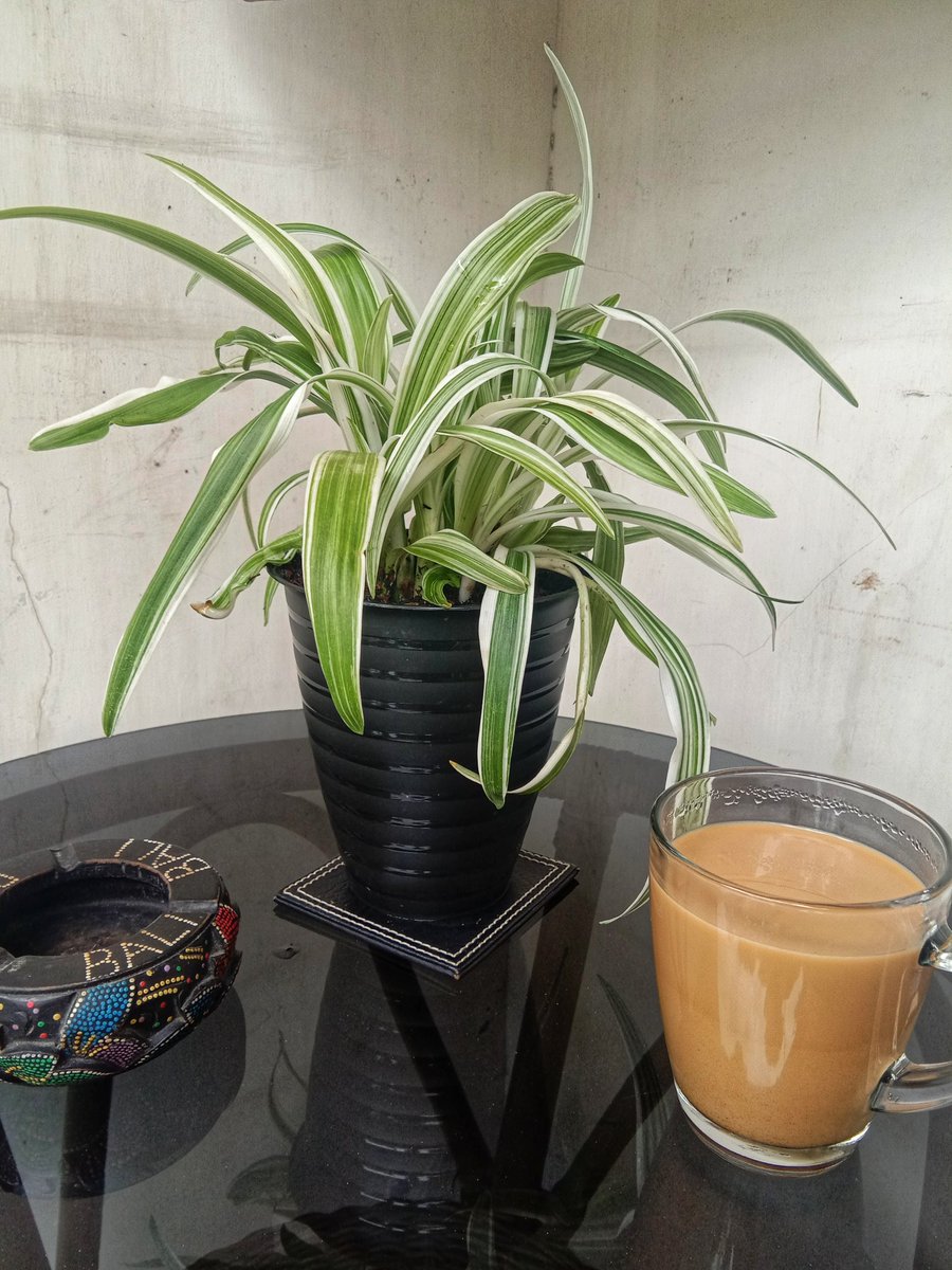 Buatku tanaman cantik itu gak perlu beli mahal ..
Bisa juga nyolong anakan dr induk pohon tetangga yg rumahnya kosong 🤭

Happy Sunday gess.. 😍