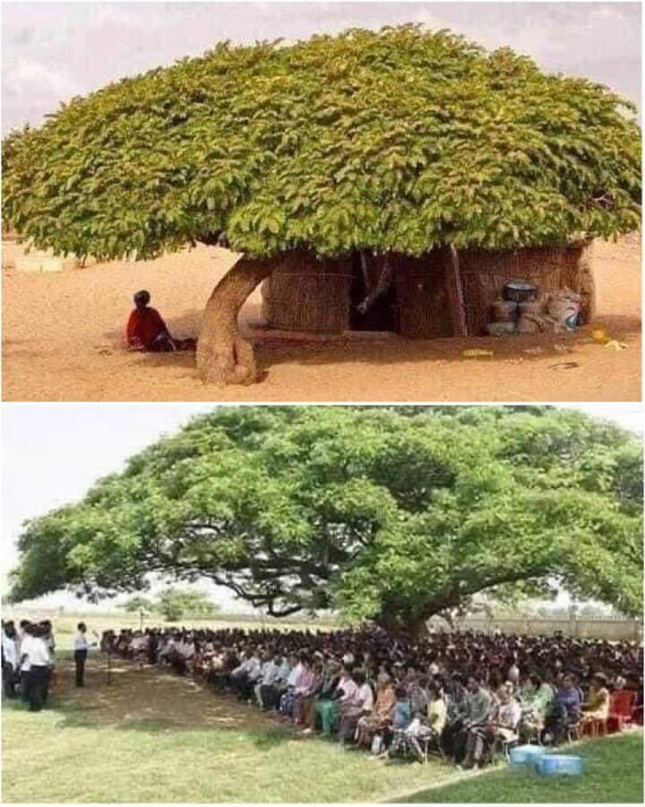 La importancia de Un árbol 🌍👍🏼🌞🌴