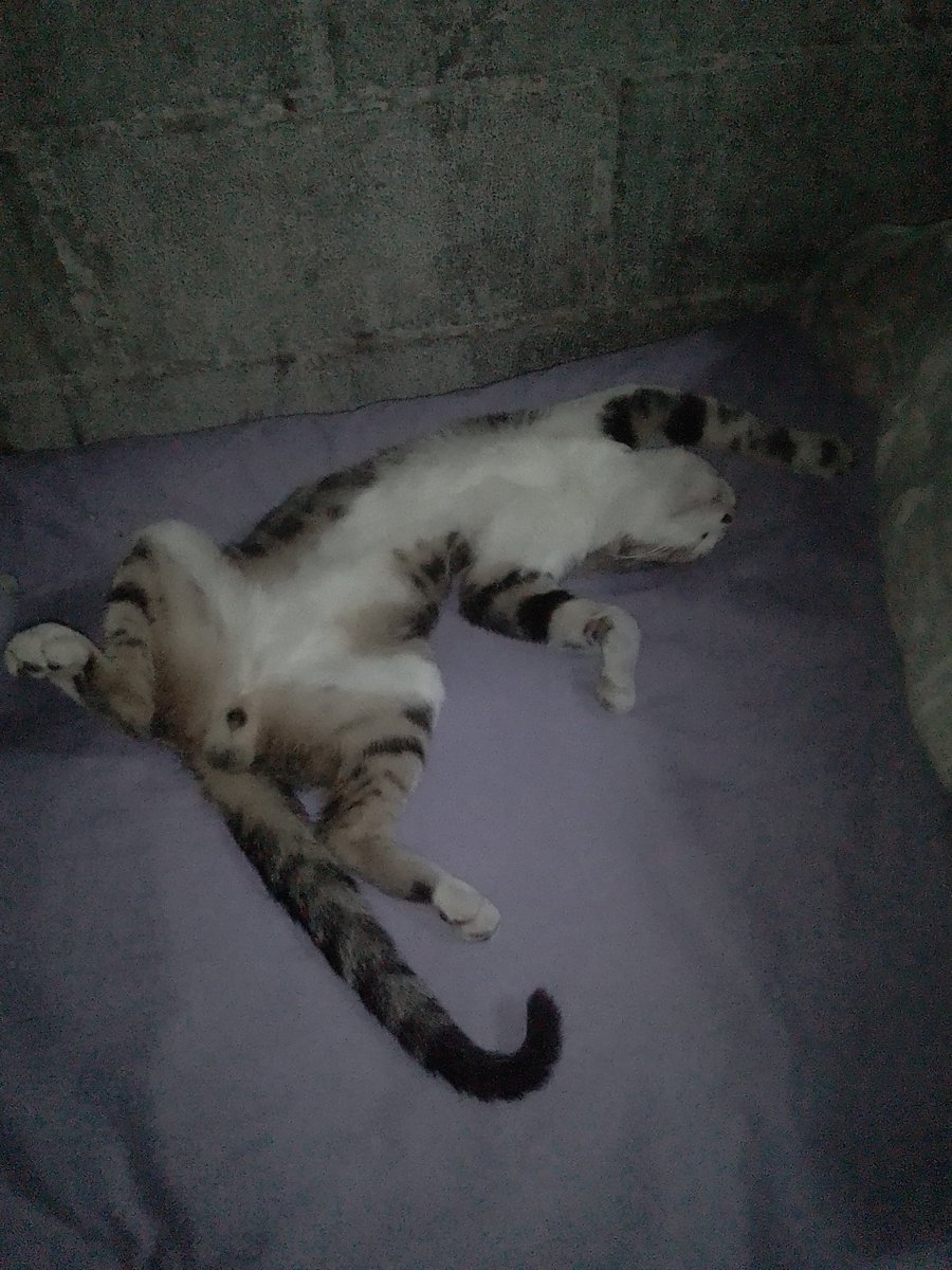 Merlina56350000's tweet photo. @vegetta777 Mi gato descansando, uffff día díficil https://t.co/fAYMebdI2k