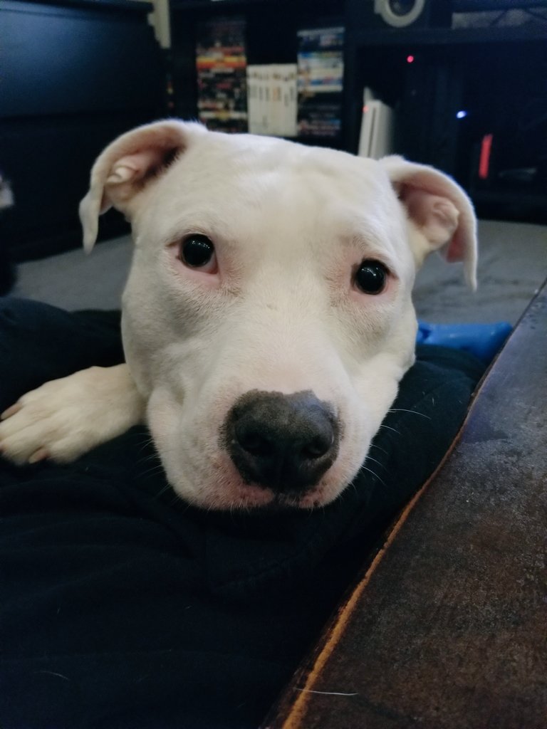 ProofreaderPup's tweet photo. Is it time for snugglies yet? #DogsOfTwitter #ReadyForASnoozle https://t.co/UnpNjNgEbq