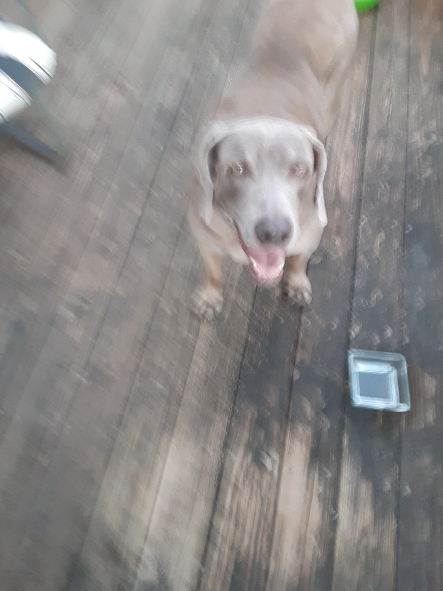 gupto's tweet photo. Not my dog but my best lil buddy is suffering terribly and prolly wont make it over the weekend because retarded asshat knoitalls only hear what they want to https://t.co/4Nl7sAHCgx