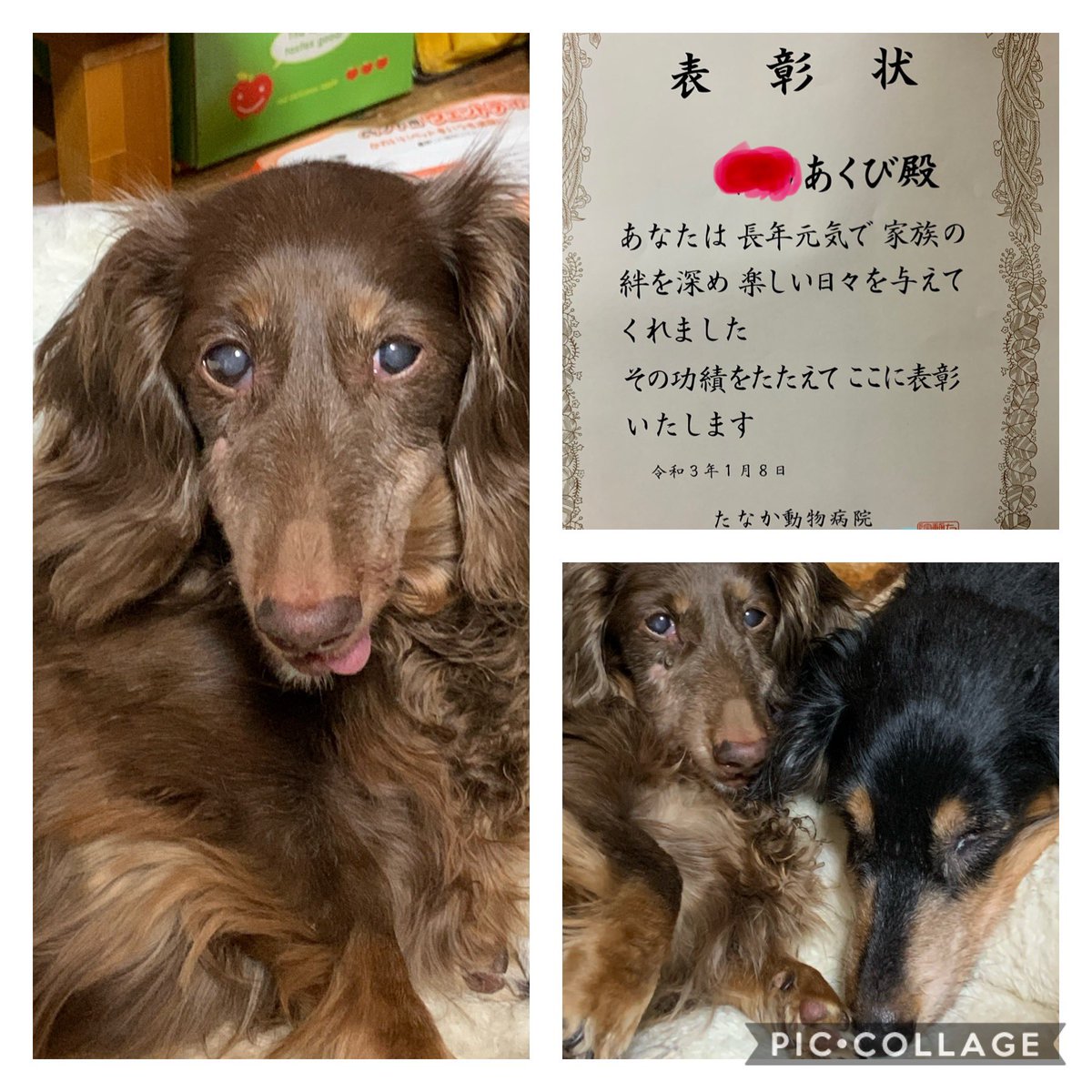 YURIE ⭐︎u^ェ^U(=^x^=) (@xakubixx) / Posts / X