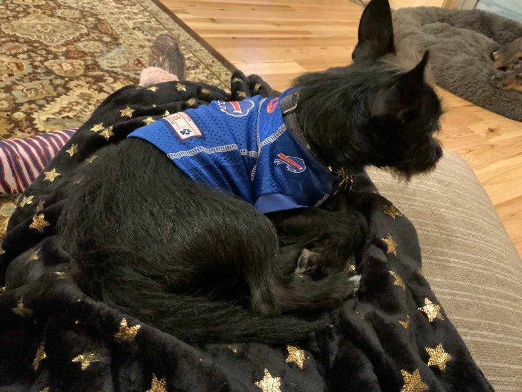 enknot's tweet photo. #billsmafia #gobills #woof #zubaz #joshallen #theProfessorTheDog https://t.co/5ugzf24s8W