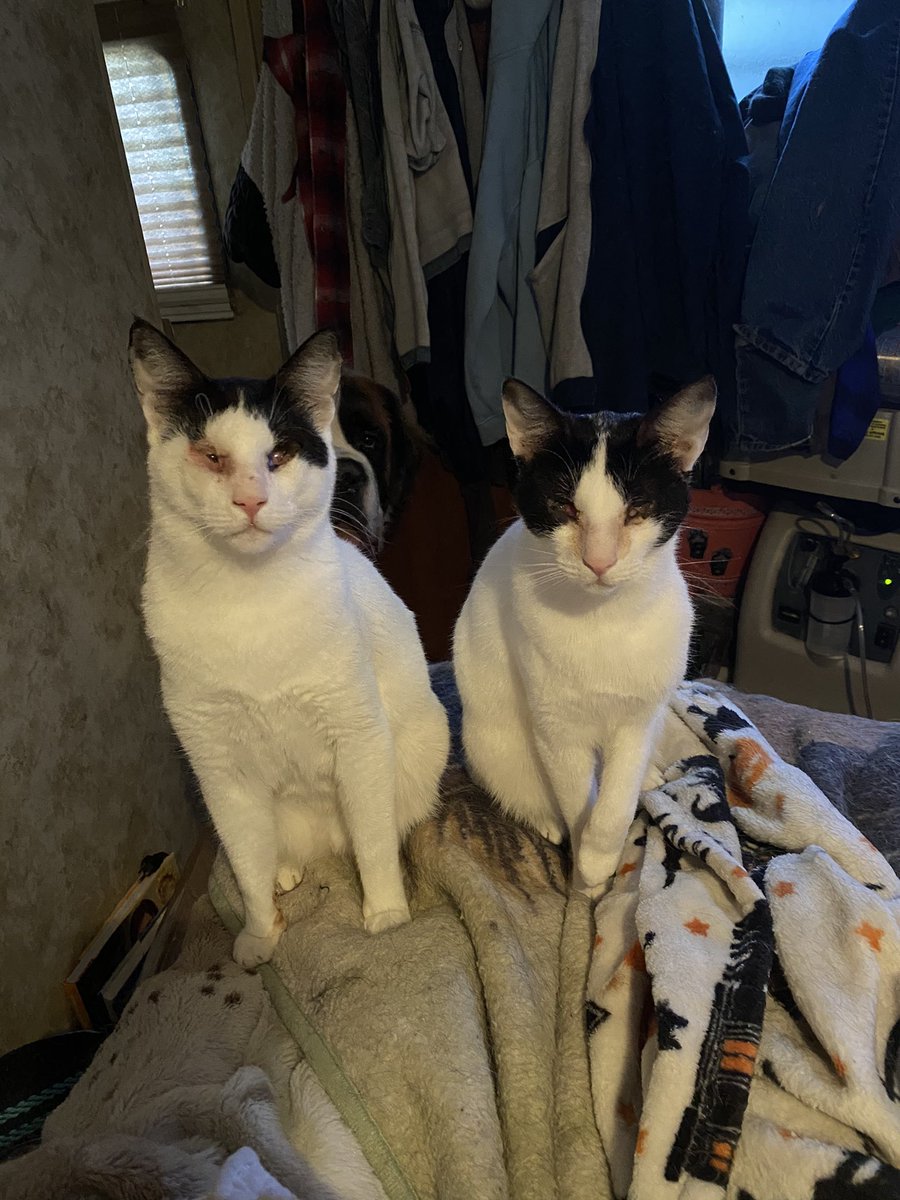SheahanKellee's tweet photo. @FartyCheddarCat Cheddar your such a wonderfully beautiful baby. I’m so glad we are now friends. My twin blind sisters, Lightning &amp; Thunder are excited to be friends with you🧡🤍🧡🤍🧡 https://t.co/sCXBQnbsYC