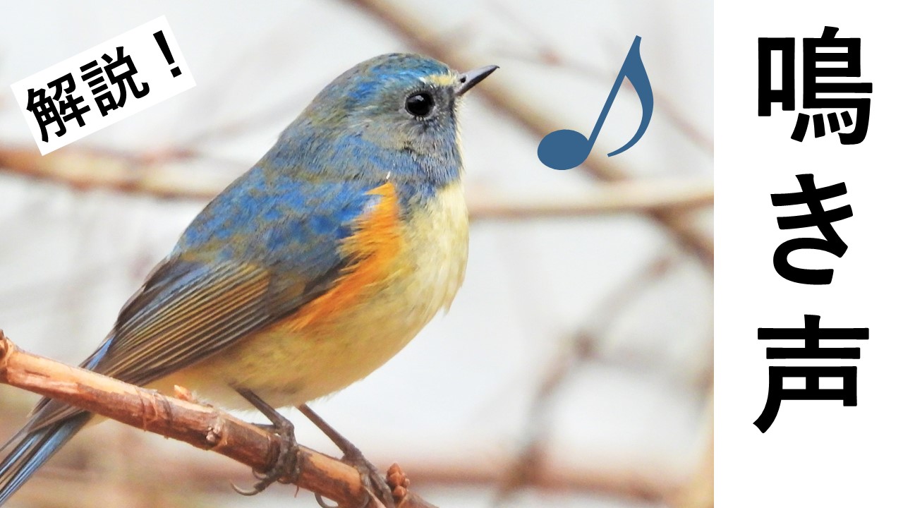 岡山県自然保護センター Youtube 鳥の鳴き声シリーズ 第２弾 冬鳥特集 鳴き方 時期 場所など 今回も初心者目線で解説します 鳴き声が分かるようになると 散策も数倍楽しくなること間違いなし 野鳥 鳴き声 地鳴き 冬鳥 T Co