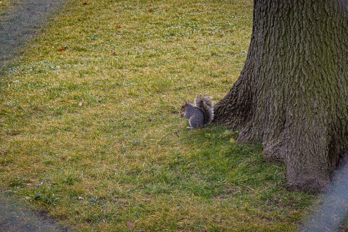 Squirrels seemed to be the only being unencumbered by the fencing, scurrying under the gaps to scavenge nuts and discarded food. #DCLockdown  #BenjaPhoto