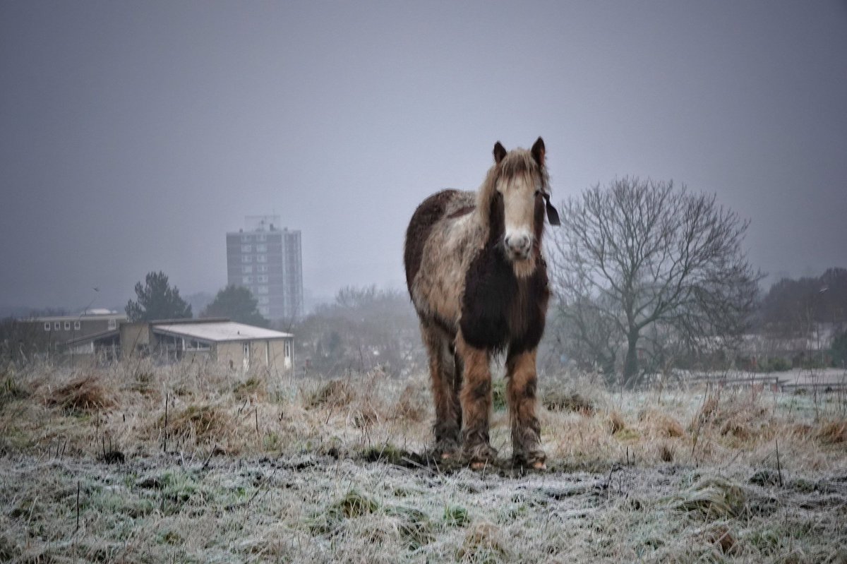Simmo1881's tweet image. Latton Common #harlow #bigupharlow    #snowy #frosty #walks