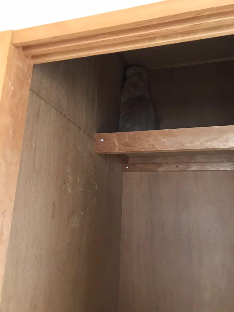 引っ越しなのに猫がいない？探しに探して見つけた先では押し入れの角と一体化してたｗｗ