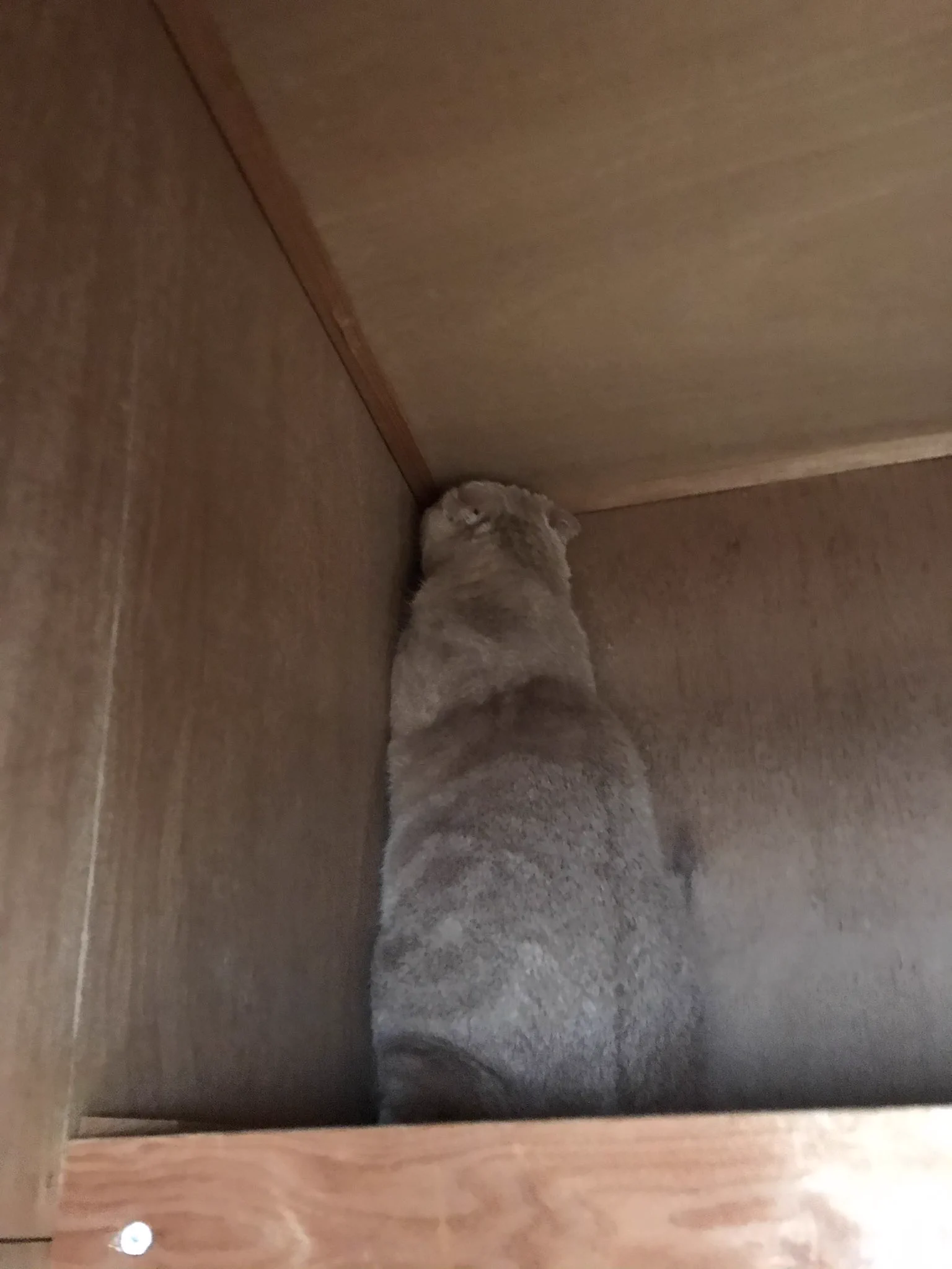 引っ越しなのに猫がいない？探しに探して見つけた先では押し入れの角と一体化してたｗｗ