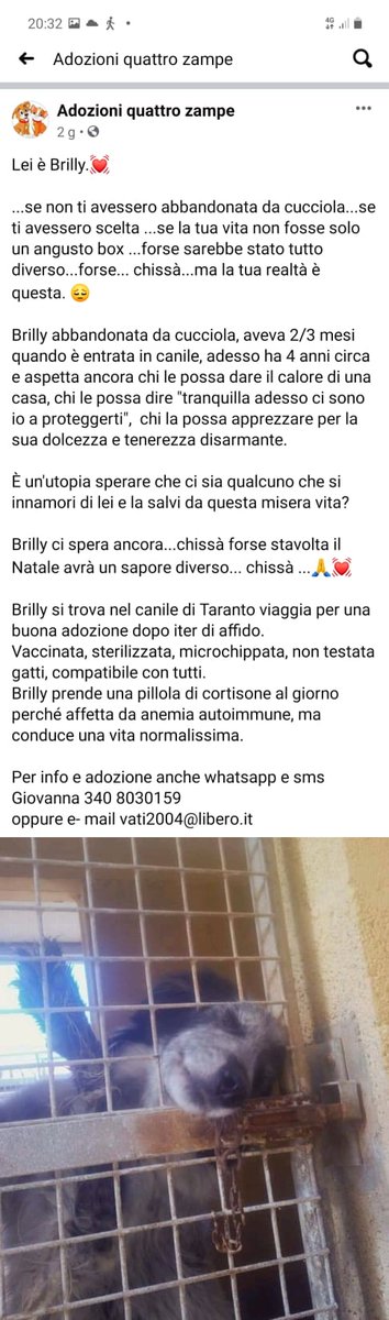 CHISSÀ XKE' TANTI CANI METTONO
FUORI DALLE GRATE UN PO' DI MUSO
FORSE S'ILLUDONO DI AVERE UN PIZZICO DI LIBERTÀ?. RTRTRT X BRILLY
DOLCE CAGNOLINA CHE STA SCONTANDO LA PENA DA INNOCENTE
💔💔💔🌿🙏😭🐾🦮☘🌺💔💔💔