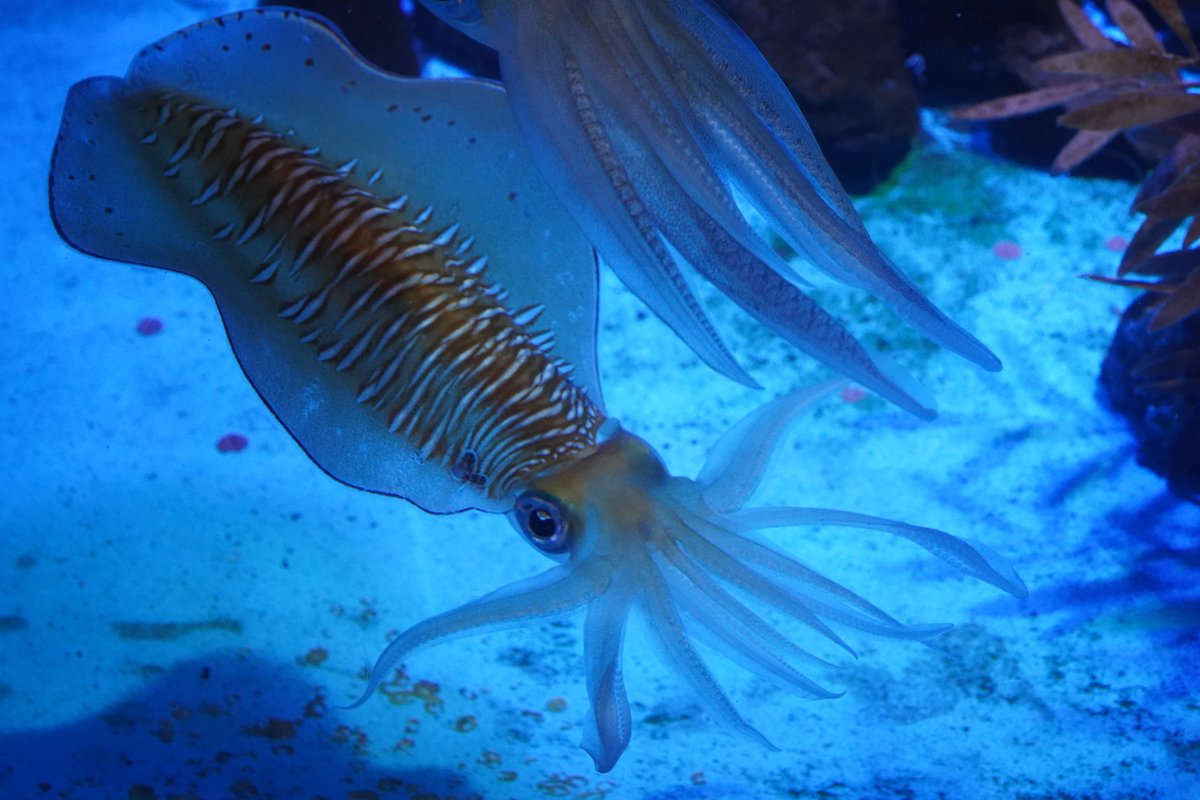 男鹿水族館gao 公式 アオリイカは威嚇するとき腕を広げます ちなみにカメラを構えたら威嚇されました 笑 アオリイカ 男鹿水族館 男鹿水族館gao 公式 アオリイカは威嚇するとき腕を広げます ちなみにカメラを構えたら威嚇されました 笑 アオリイカ 男鹿水族館