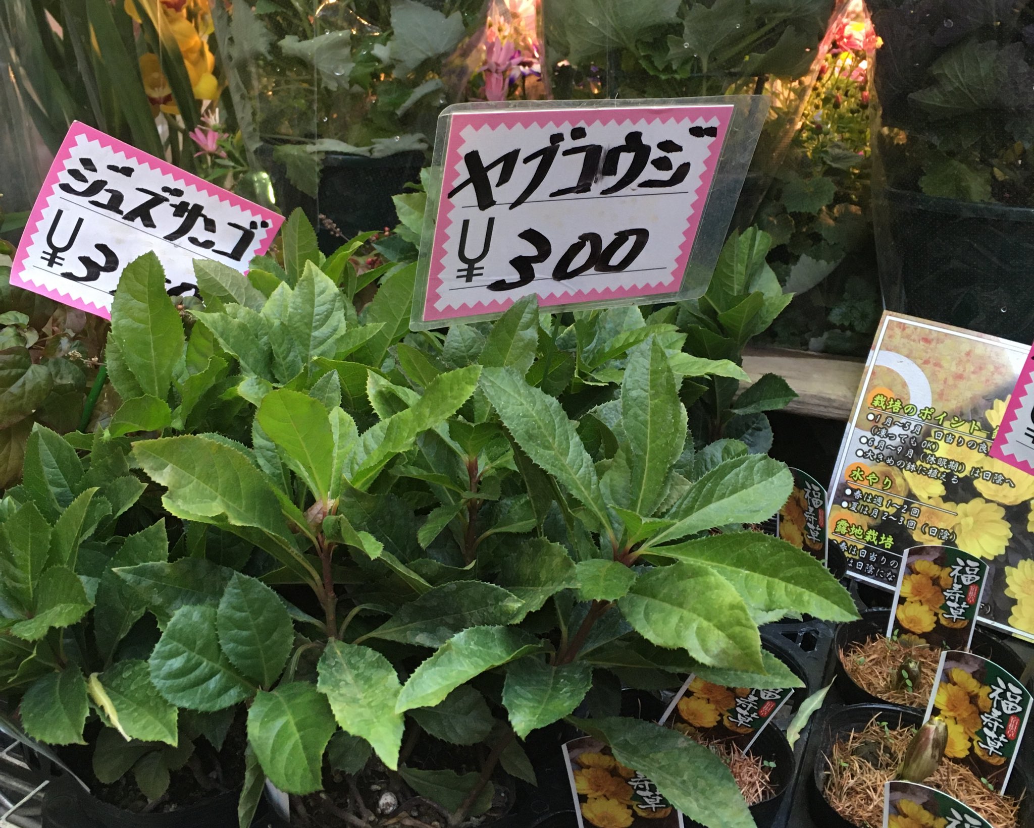 Ery と思ったけど人違いだった