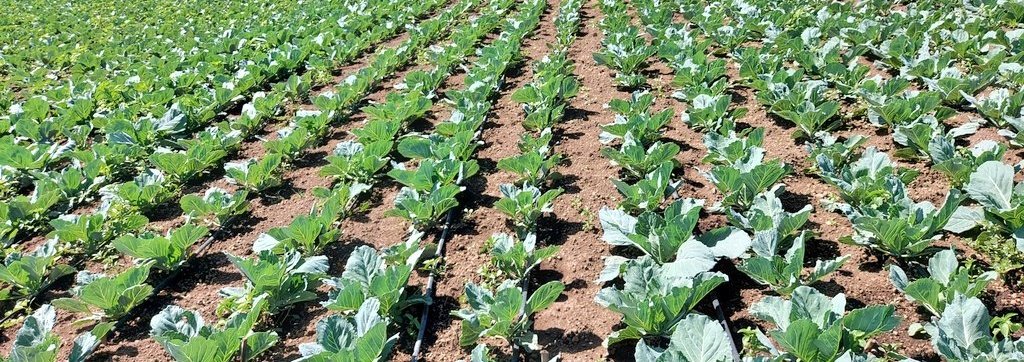 Nawiri Agricultural Programme tweet media