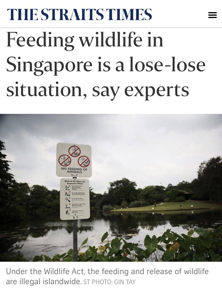 Two  @straits_times articles from today, both focusing on wildlife-related situations in  #Singapore. And as someone who working on managing  #wildlife-human conflicts, both these issues and others like them are key factors in my job. Links in thread.