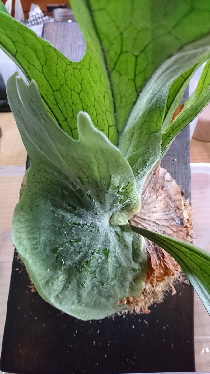 たきぞう 仕事休業中は部屋の片付けと ビカクシダの板付けしてる 鉢植えグランデを板付にしてみた そろそろビカク棚でも作るかな ビカクシダ グランデ たきぞう 仕事休業中は部屋の片付けと ビカクシダの板付けしてる 鉢植えグランデを板付にしてみた そろそろビカク棚でも作るかな ビカクシダ グランデ