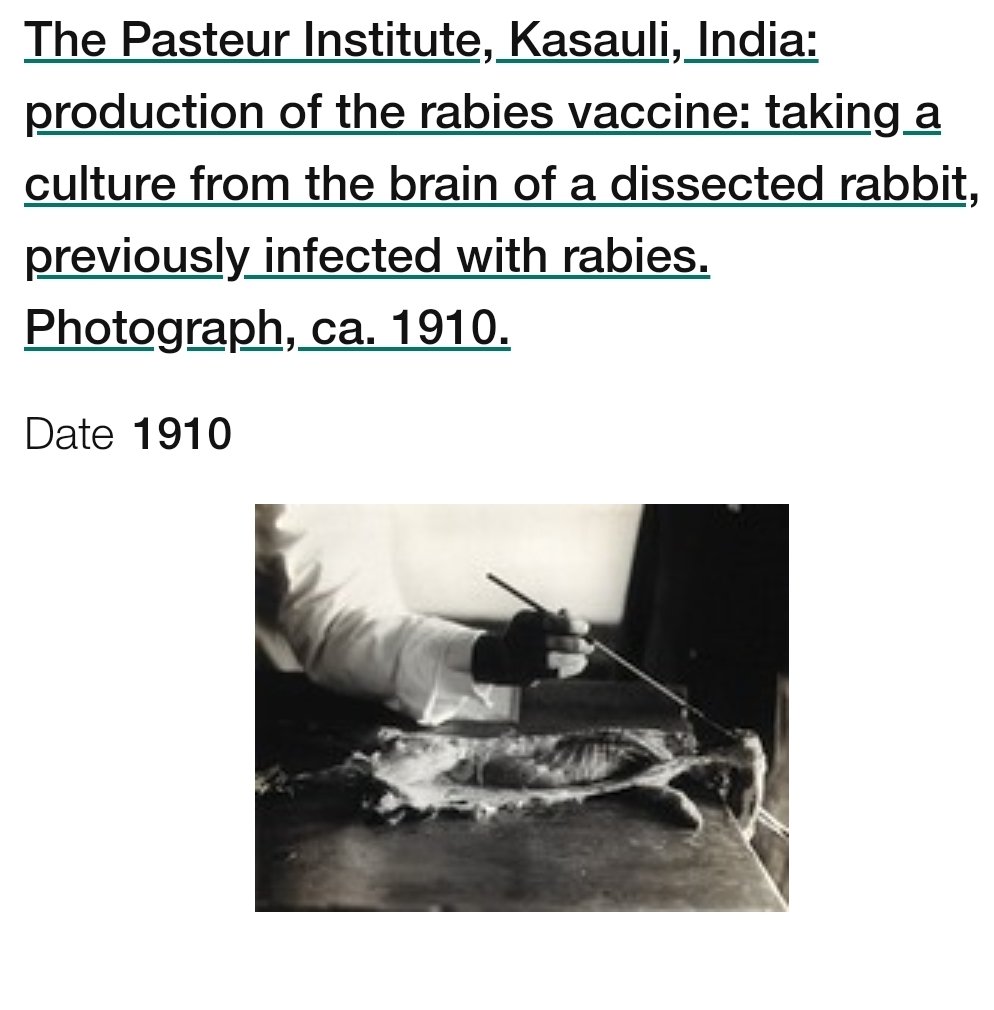 So Semple infected sheep with rabies virus. Once the virus reached sheep's brain, sheep was killed, its brain removed and smashed to extract virus.He tried it with rabbits too, but finalized sheep for ease of domestication and management. 5/n