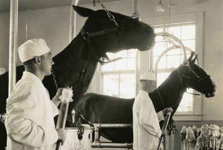 The extracted virus has to be treated with a serum which is collected from the blood of horses (typically taken from the neck).6/n