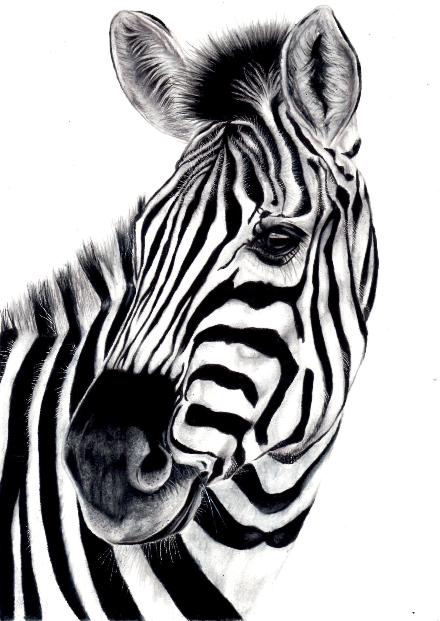 Ribitfarkerland シマウマ 草食動物 動物 色鉛筆 イラスト 絵 モノクロ T Co Zkn0gqvjrc Twitter