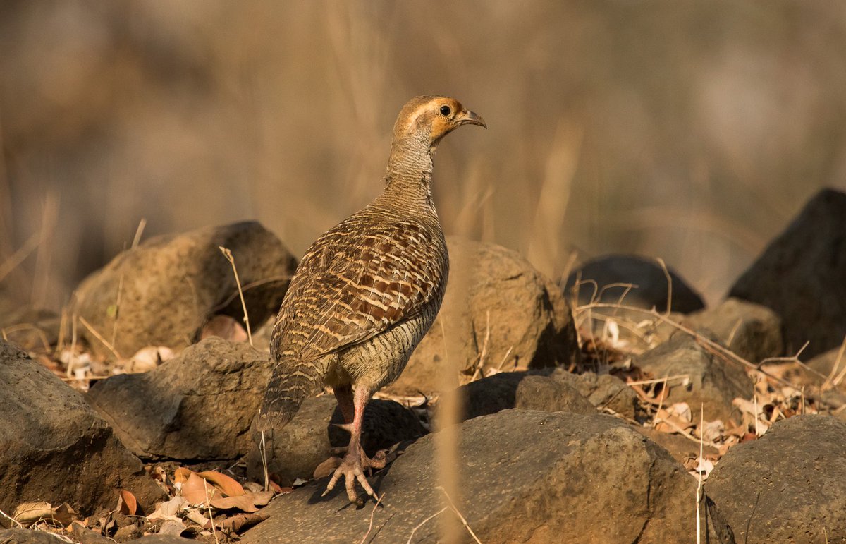 #greyfrancolin strolling on the ground during early morning. #birds #wildlifephotography #IndiAves #BirdsOnGround