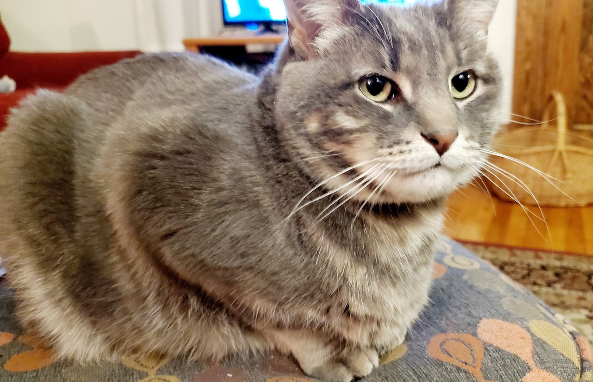 nsubola's tweet photo. Rosie knows what's going on.   #catsjudgingkellyanne https://t.co/ejfEkzqTRb