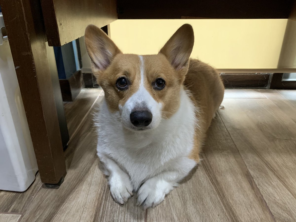 ayson's tweet image. Henlo